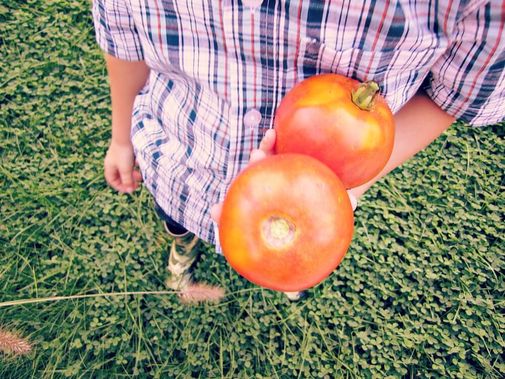 toddlers and tomatoes