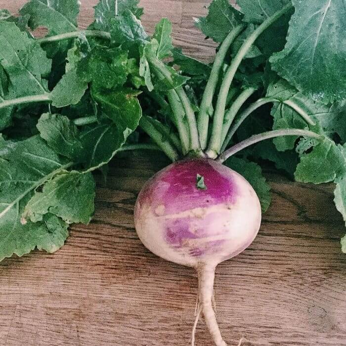 a pretty turnip with greens