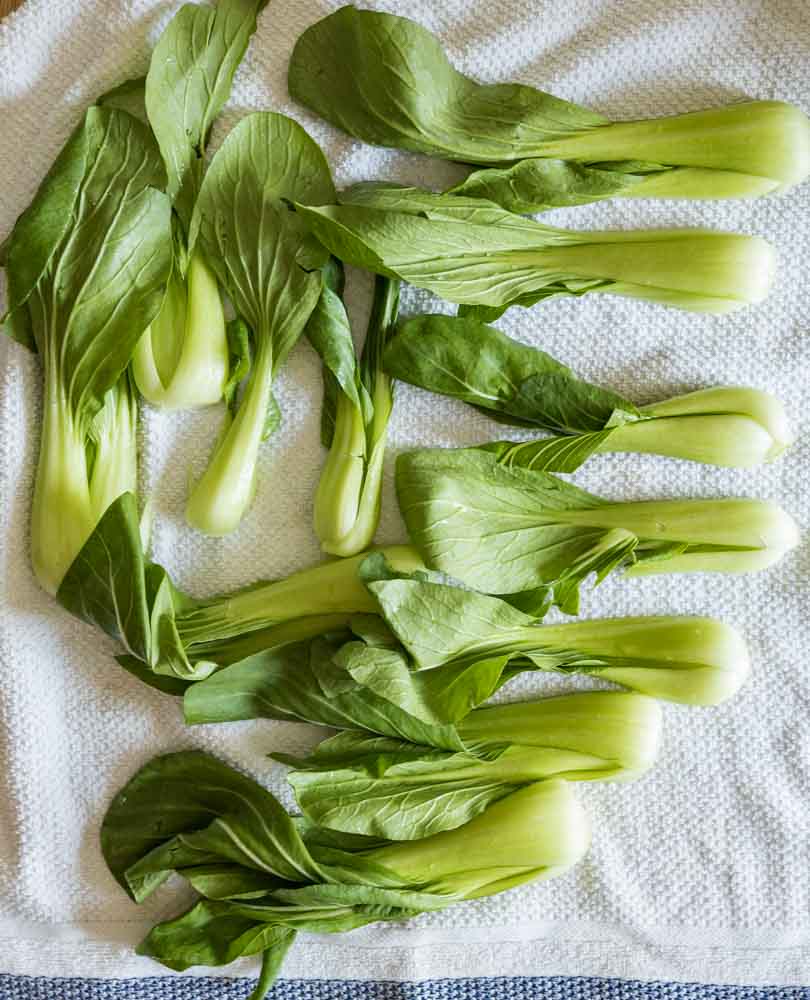 preparing baby bok choy, cleaned and drying